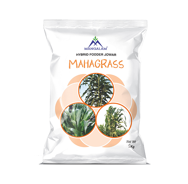 Fodder Mahagrass
