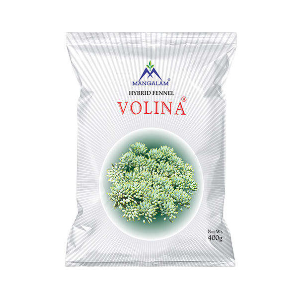 Hybrid Fennel Volina