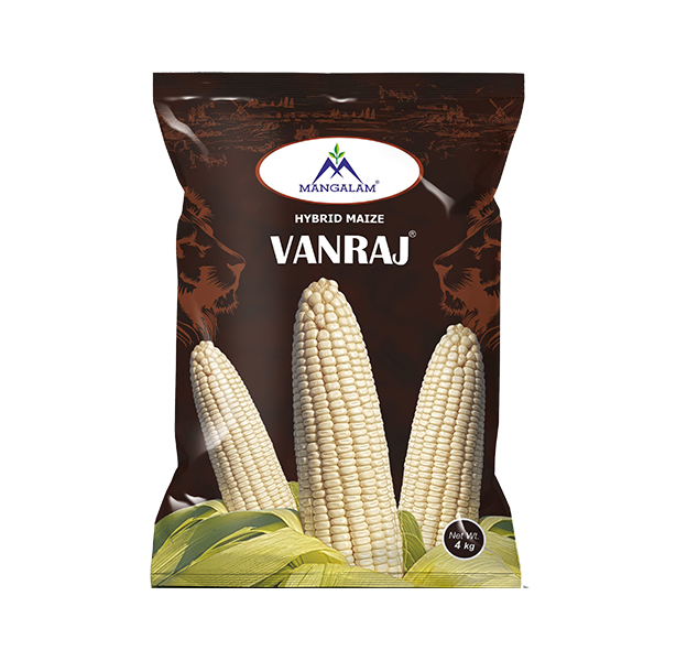 Hybrid Maize Vanraj