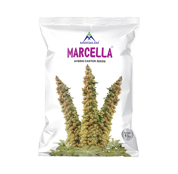 Research Castor Marcella