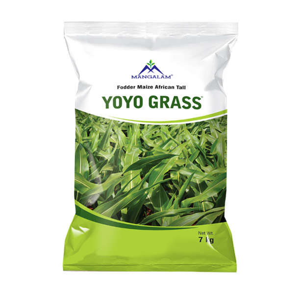 YoYo Grass ( African Tall Maize )